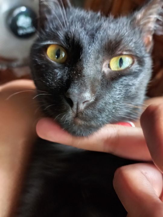 goodnovel comment avatar