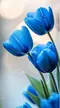 bluezircon