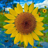 goodnovel comment avatar