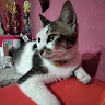 goodnovel comment avatar