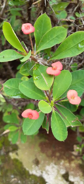 goodnovel comment avatar