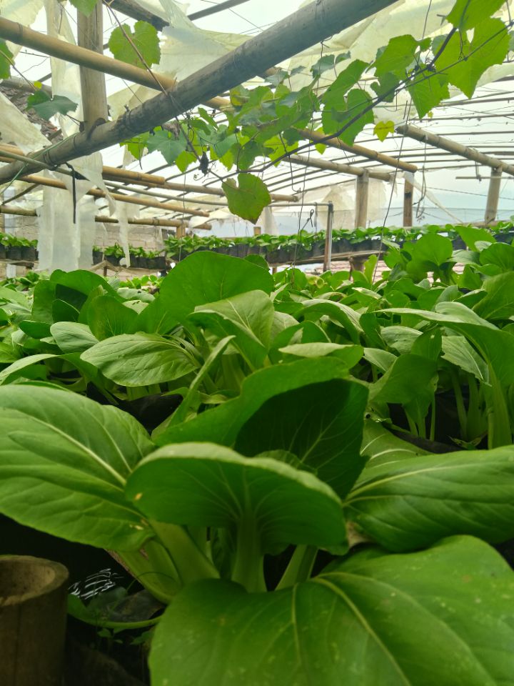 goodnovel comment avatar