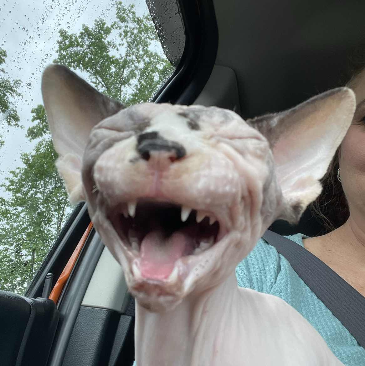 goodnovel comment avatar