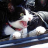 goodnovel comment avatar