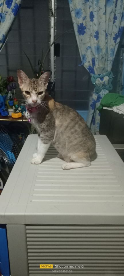 goodnovel comment avatar