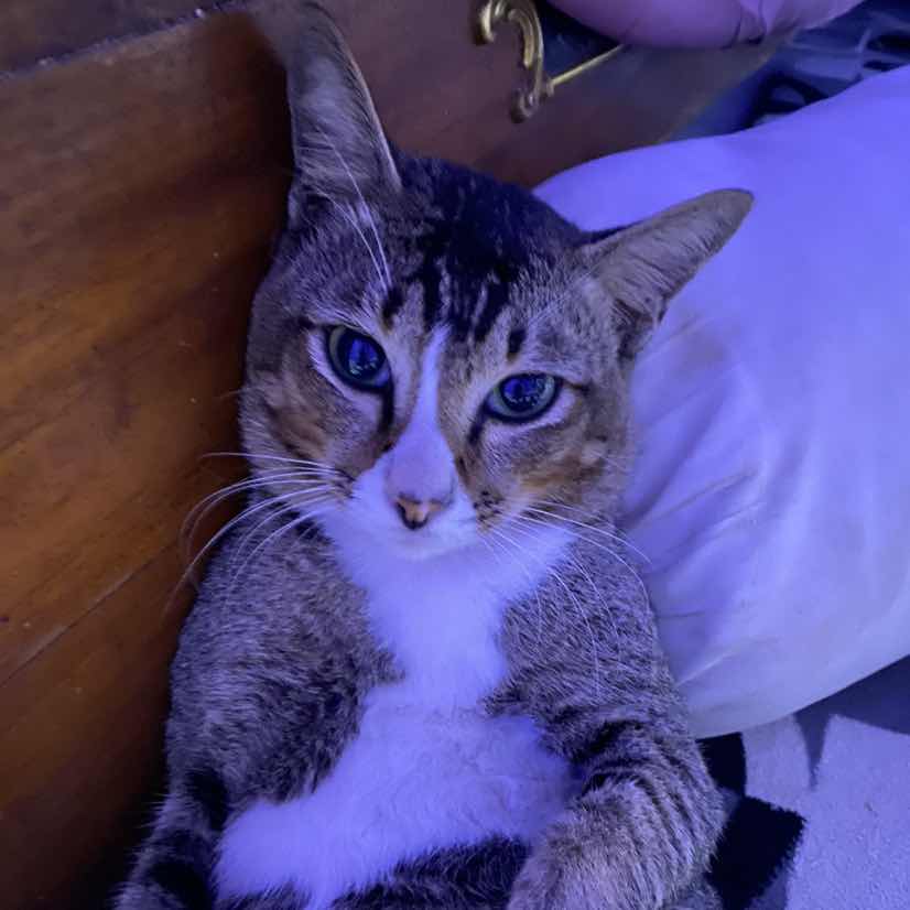 goodnovel comment avatar