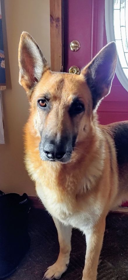 goodnovel comment avatar