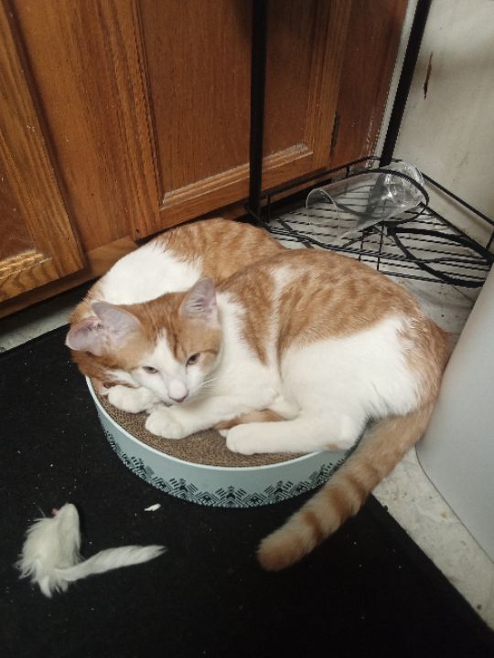 goodnovel comment avatar