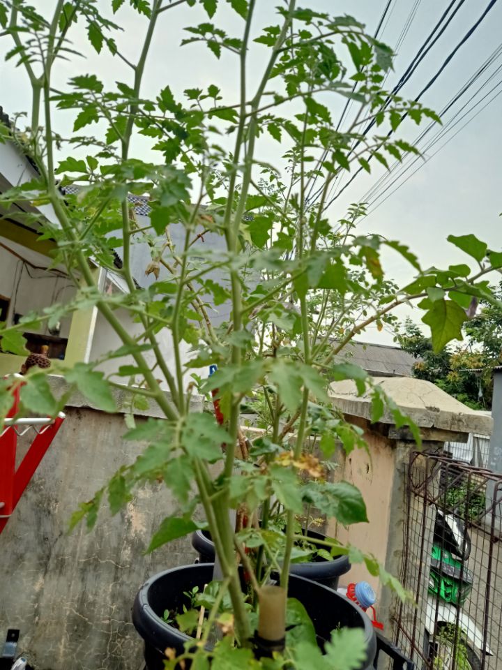 goodnovel comment avatar