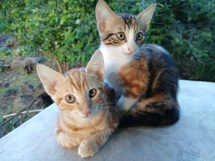 goodnovel comment avatar