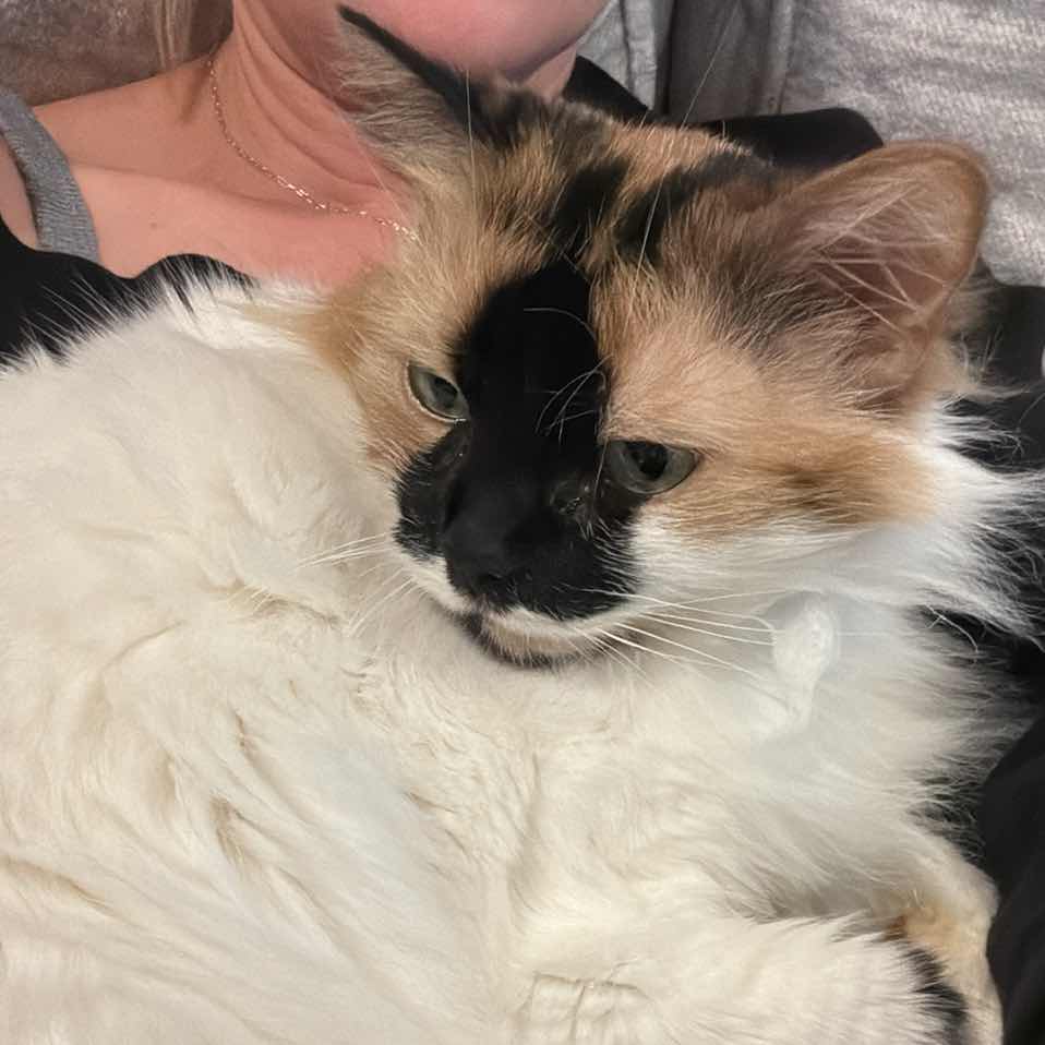 goodnovel comment avatar