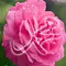 Hapsari Rose