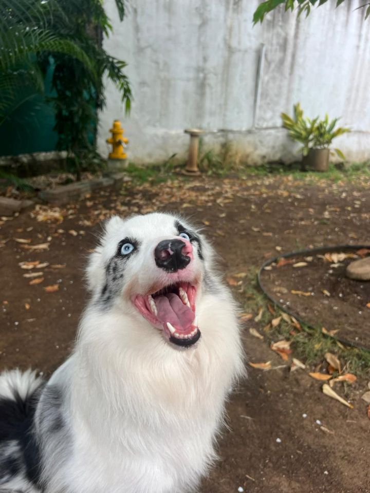 goodnovel comment avatar