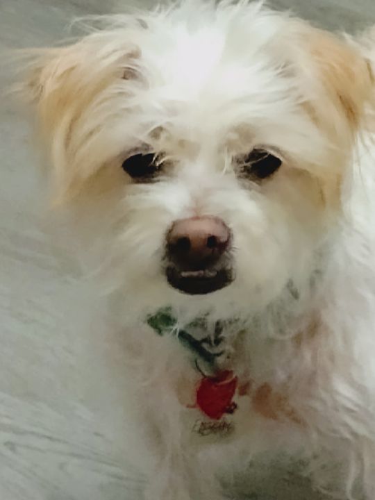 goodnovel comment avatar