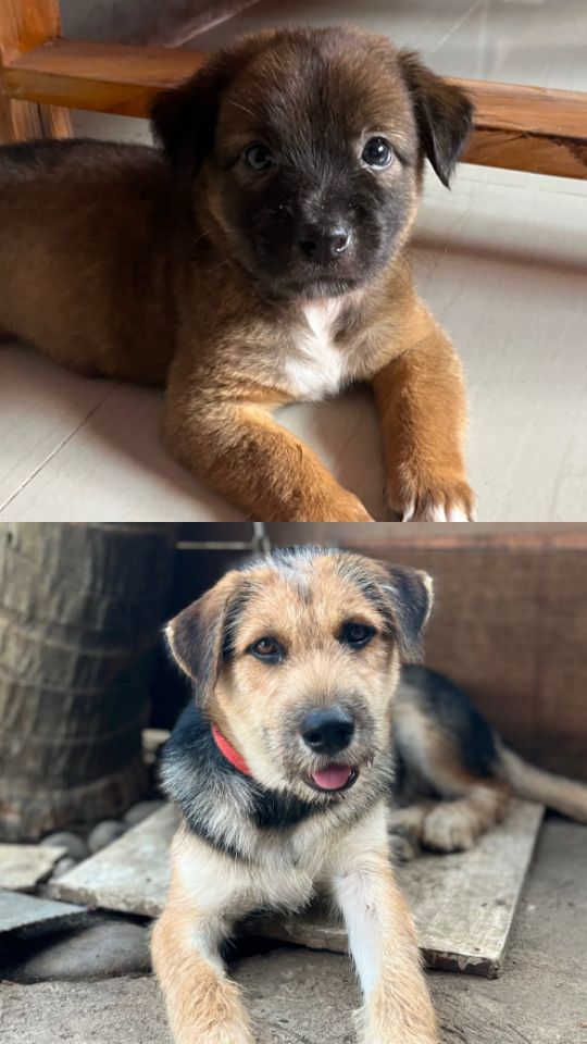 goodnovel comment avatar