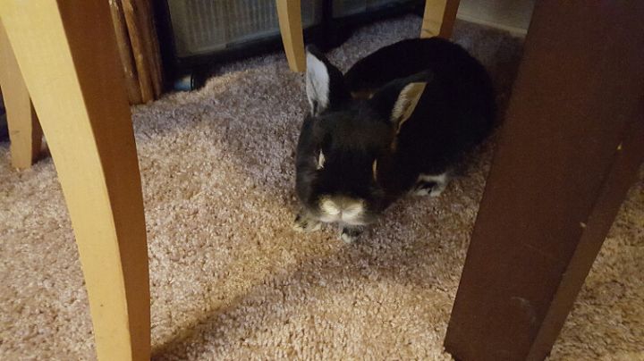 goodnovel comment avatar