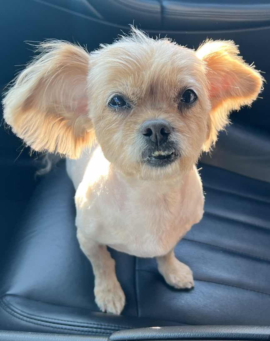 goodnovel comment avatar