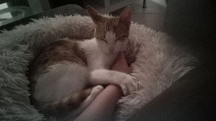 goodnovel comment avatar