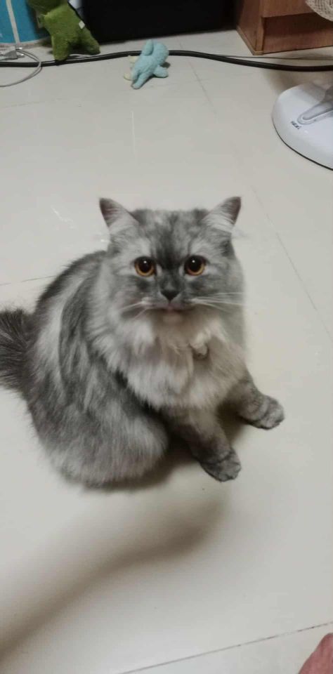 goodnovel comment avatar