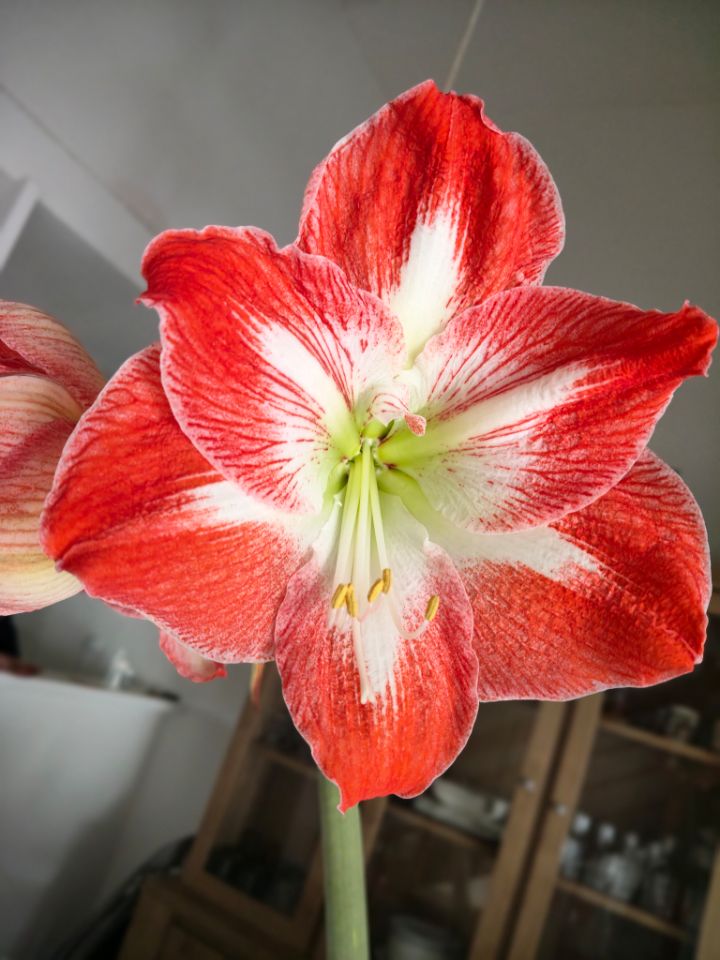 goodnovel comment avatar