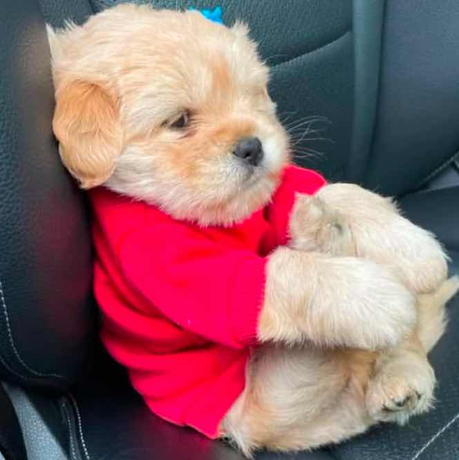 goodnovel comment avatar