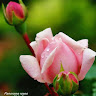 goodnovel comment avatar