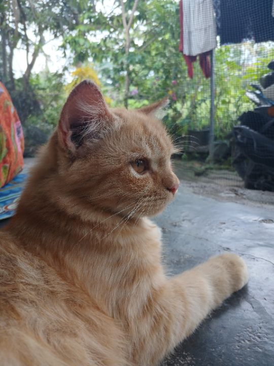 goodnovel comment avatar