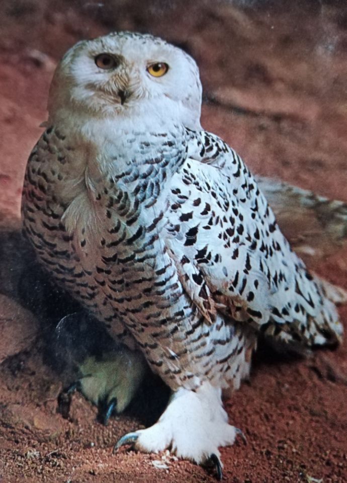 goodnovel comment avatar