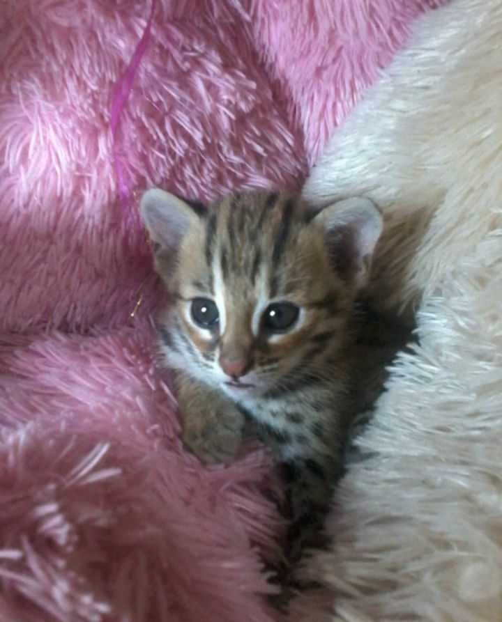 goodnovel comment avatar