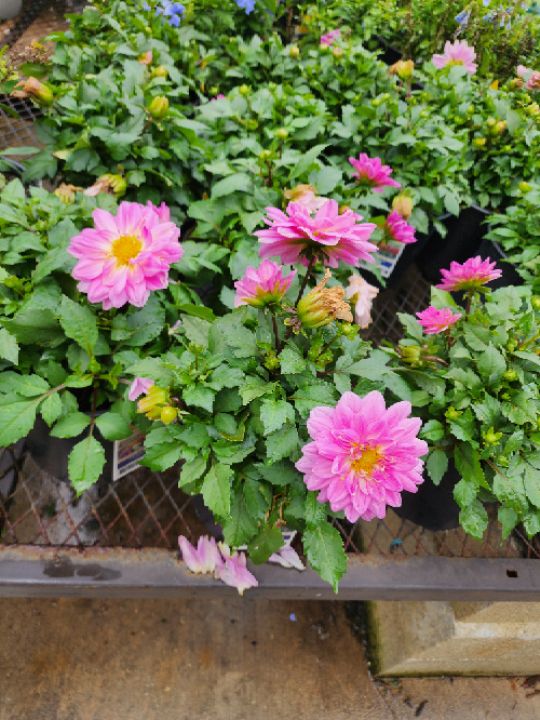 goodnovel comment avatar