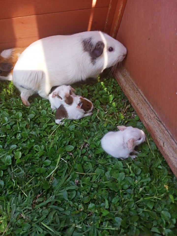 goodnovel comment avatar