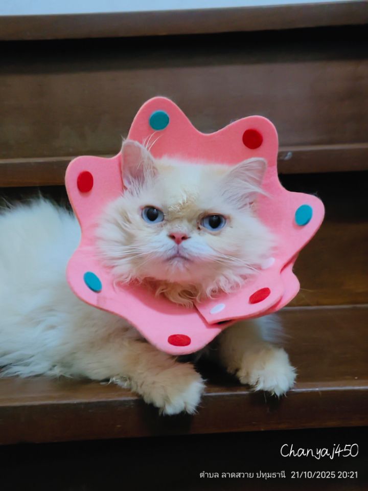 goodnovel comment avatar