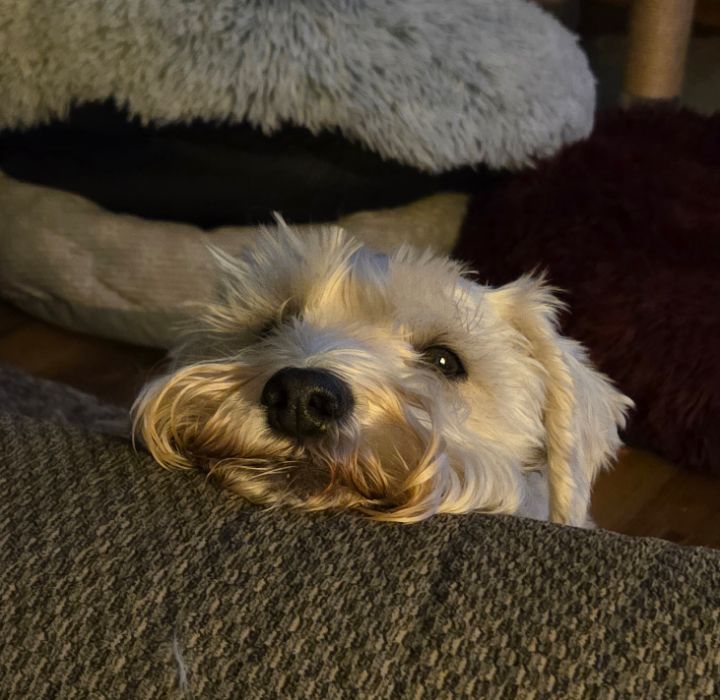 goodnovel comment avatar