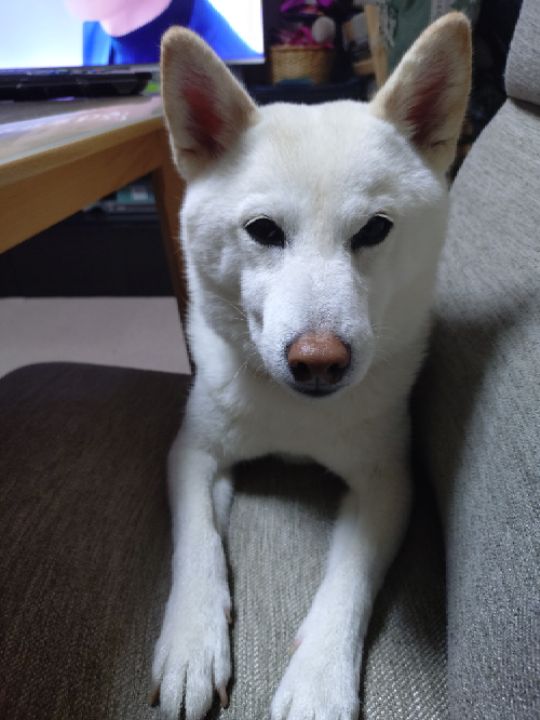 goodnovel comment avatar