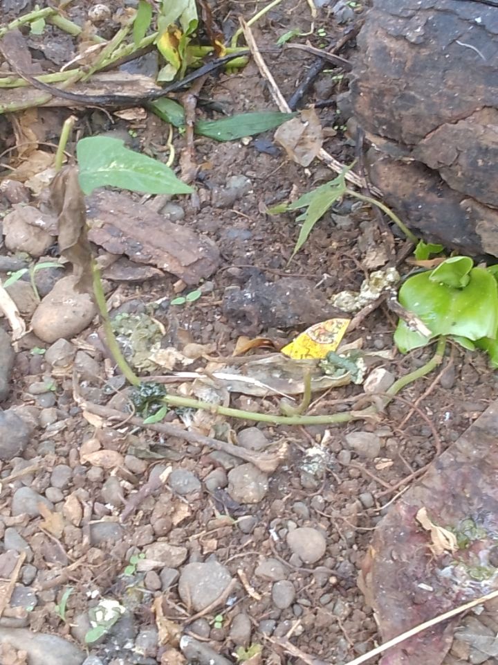 goodnovel comment avatar