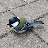 goodnovel comment avatar