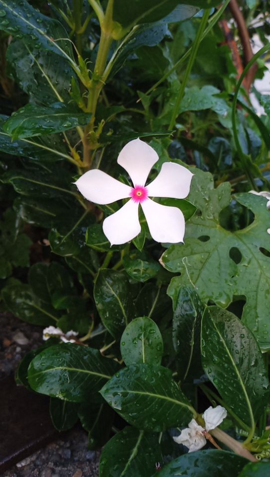 goodnovel comment avatar