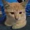 Rereku Kucing