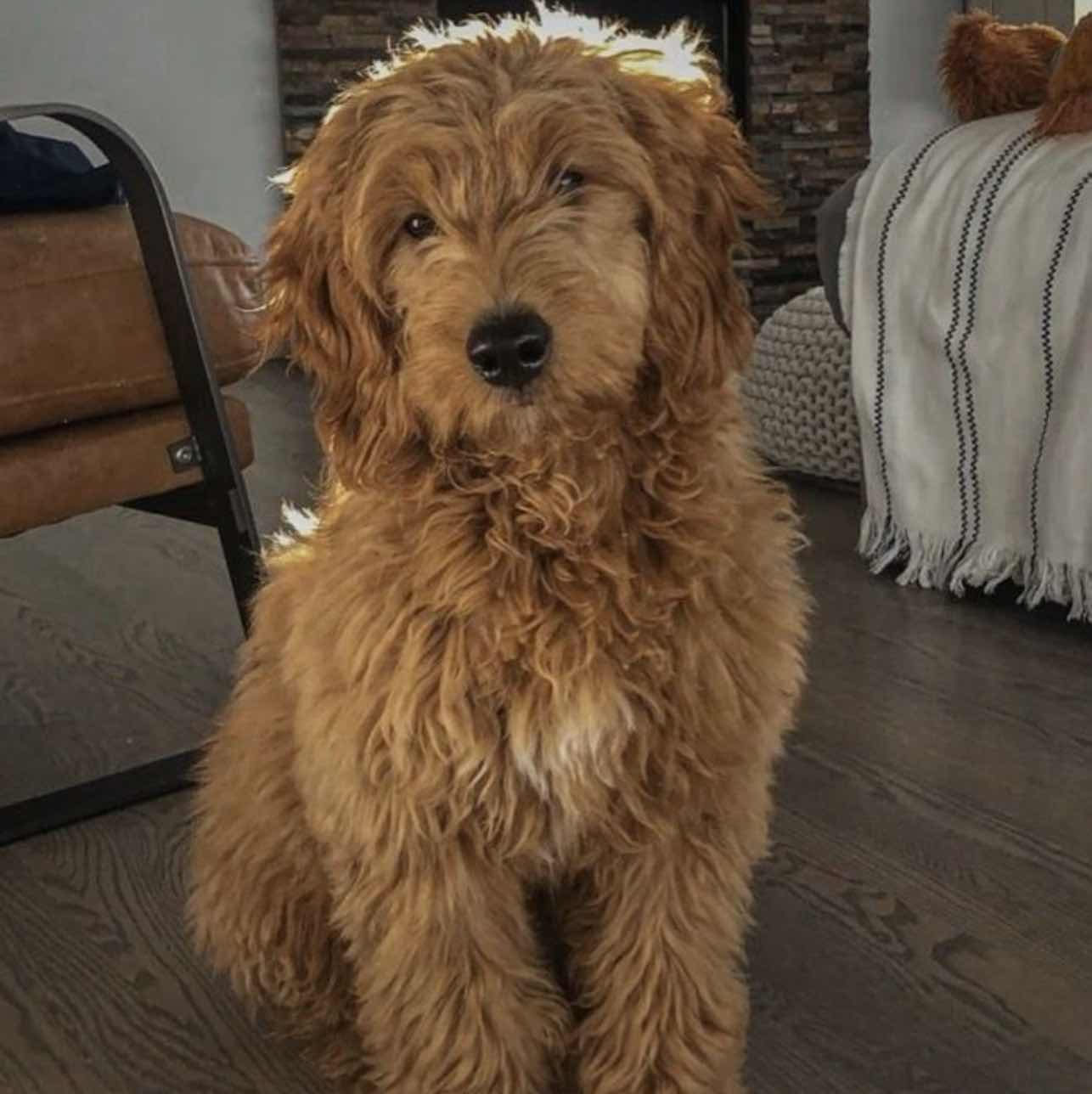 goodnovel comment avatar