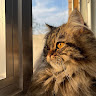 goodnovel comment avatar
