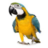 goodnovel comment avatar