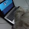 goodnovel comment avatar