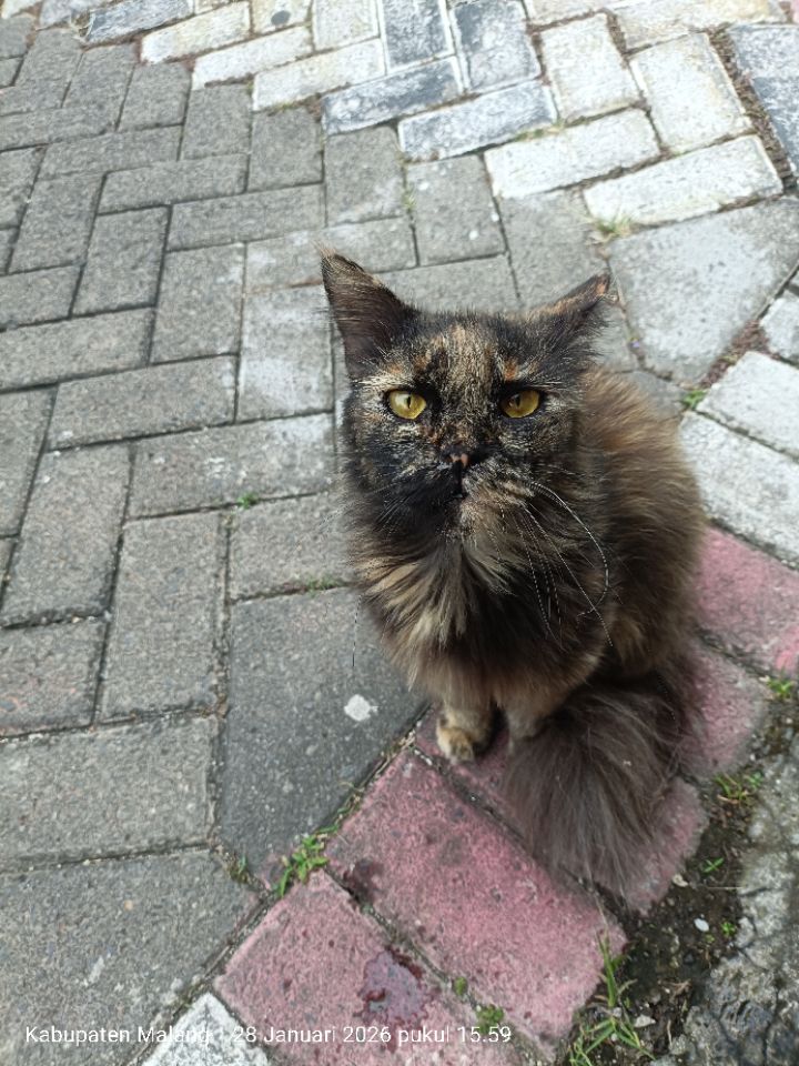 goodnovel comment avatar