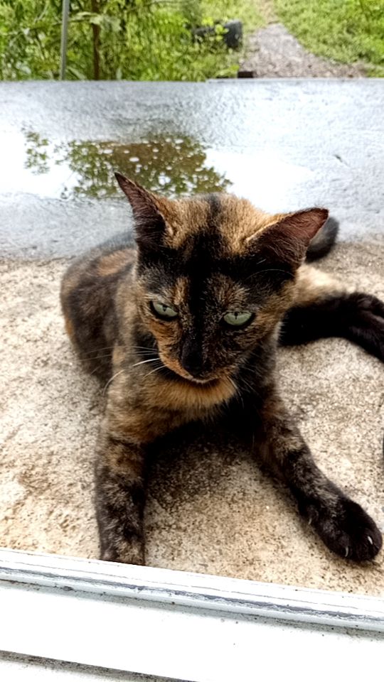 goodnovel comment avatar