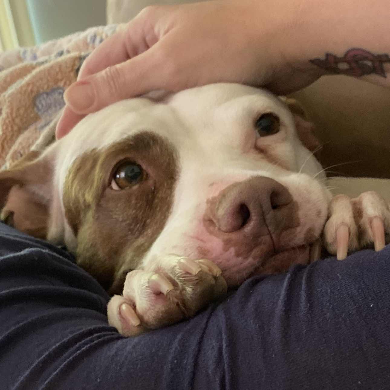 goodnovel comment avatar