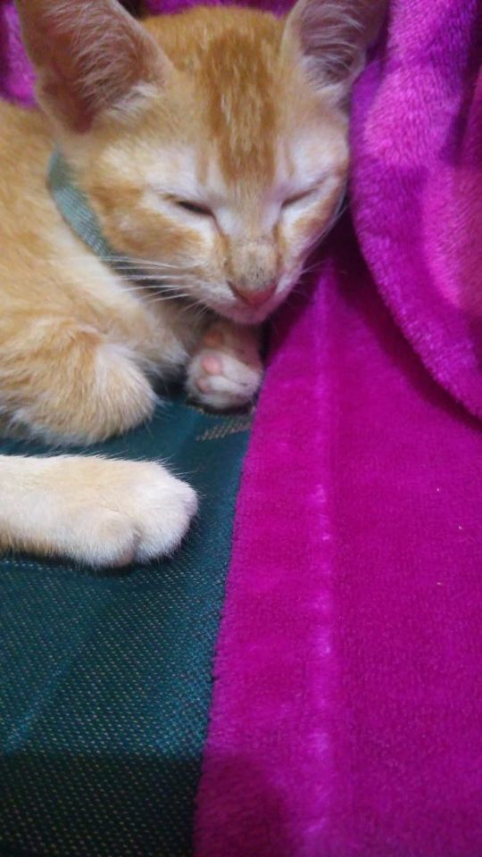 goodnovel comment avatar