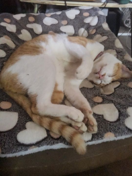 goodnovel comment avatar