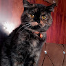 goodnovel comment avatar