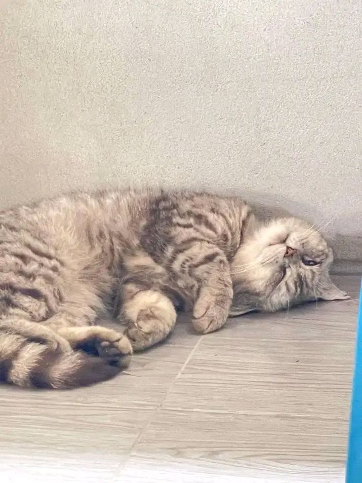 ม้าน้ำสีเงิน