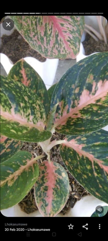 goodnovel comment avatar